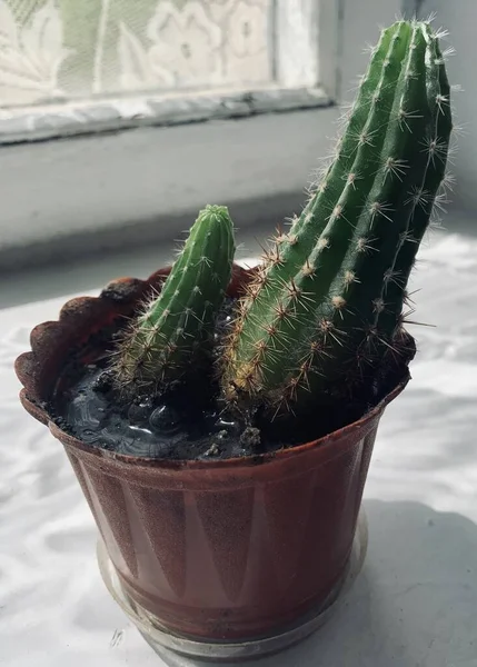 Groene Cactus Een Witte Achtergrond — Stockfoto