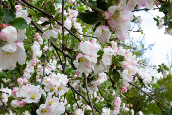 Blühender Apfelbaum Die Blüten Baum Sind Weiß Frühling — Stockfoto