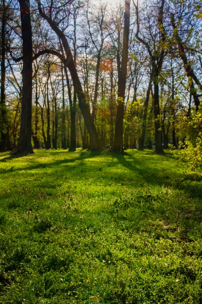 Park Nature Sun Shines Trees — Stock Photo, Image