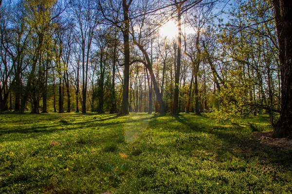 Park Natur Die Sonne Scheint Durch Die Bäume — Stockfoto