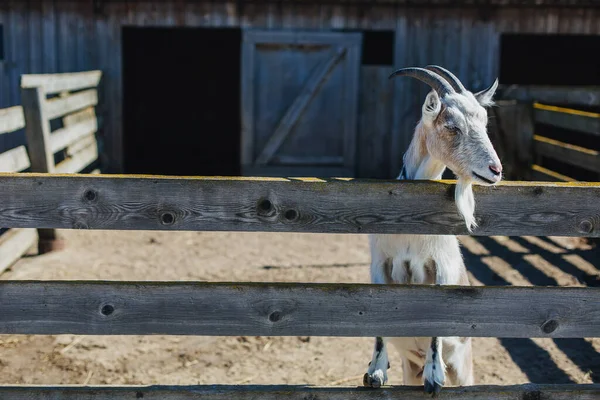 Una cabra en una granja en un jinete se levantó en el travesaño con sus cascos Imagen De Stock