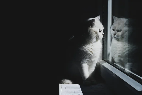 Chat blanc à neige assis sur le rebord de la fenêtre regardant par la fenêtre — Photo