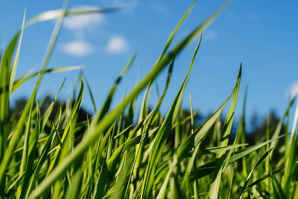 Ordinary grass in the middle of a wild garden against a blue sky. — Stock Photo, Image