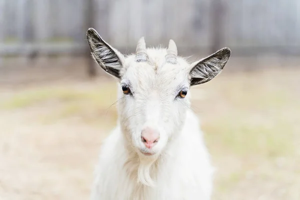 Giovane capra bianca con piccole corna in azienda — Foto Stock