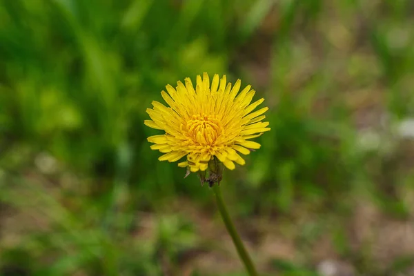 Lonely yellow dandelion on the field in Kaluga region