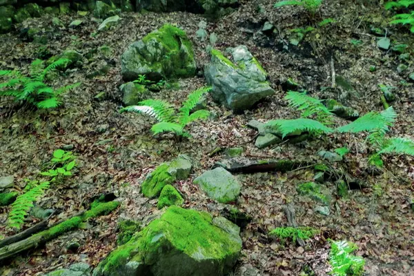 Nuevos Helechos Verdes Crecen Entre Las Piedras Cubiertas Musgo Bosque —  Fotos de Stock