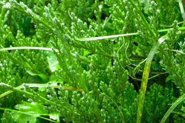 Bahçede gün ışığında yağmurdan sonra yağmur damlayan yeşil iğne çalısı.