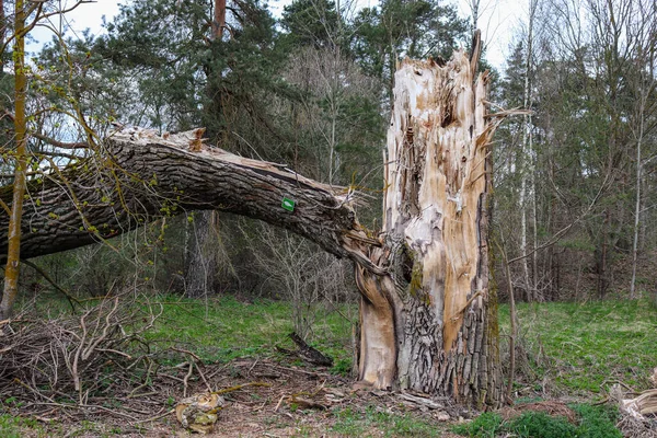 Árbol Grande Con Muchas Ramas Roto Caído —  Fotos de Stock