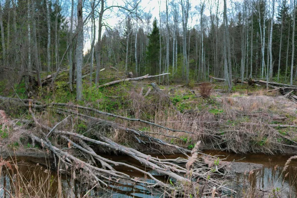 Montón Árboles Arbustos Caídos Bosque Junto Pequeño Río —  Fotos de Stock