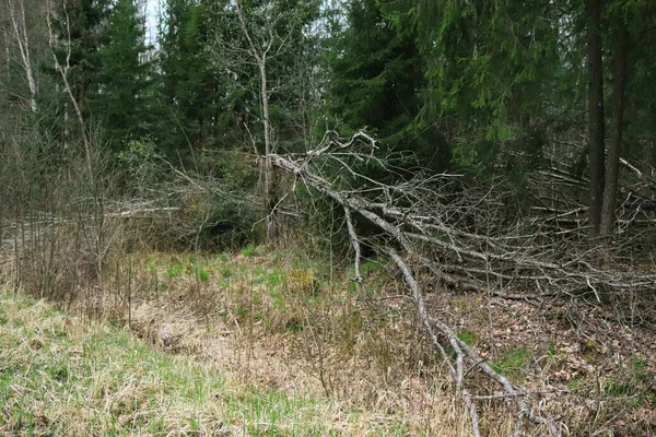 Árbol Volcado Con Muchas Ramas Área Naturaleza Bosque —  Fotos de Stock