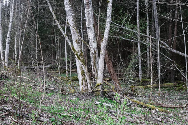 Nombreux Arbres Renversés Dans Forêt Zone Conservation Nature — Photo