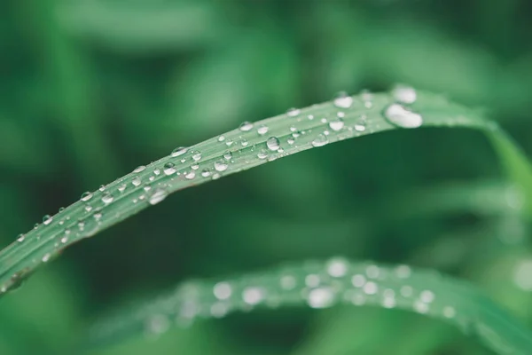 Green grass with water drops, close-up leafs,eco background