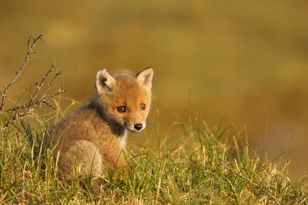 Red Fox Cub Morninglight — Stock Photo, Image