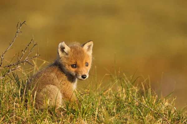 Petit Renard Roux Dans Matinée — Photo