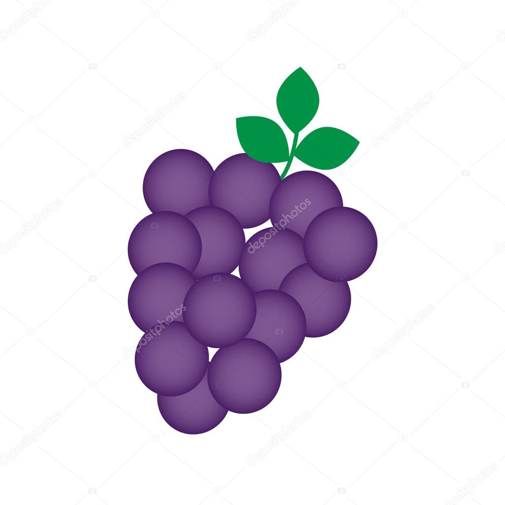 Fresh grapes on vine illustration