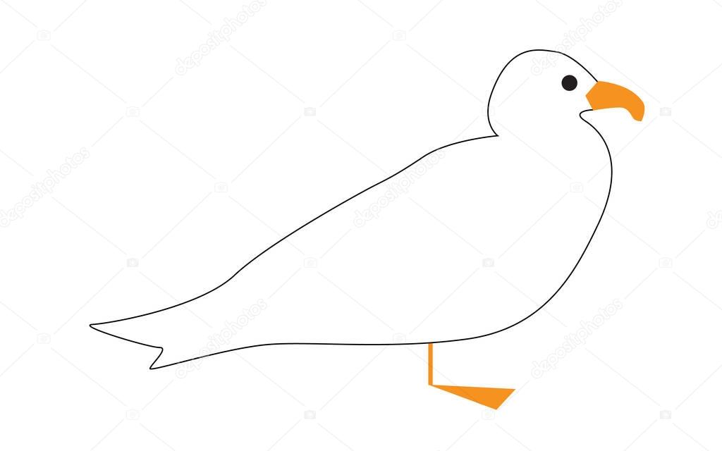 Gull on a white background. 