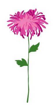 küçük pembe krizantem