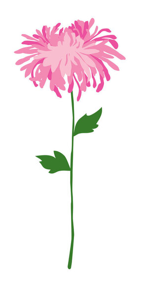 small pink chrysanthemum