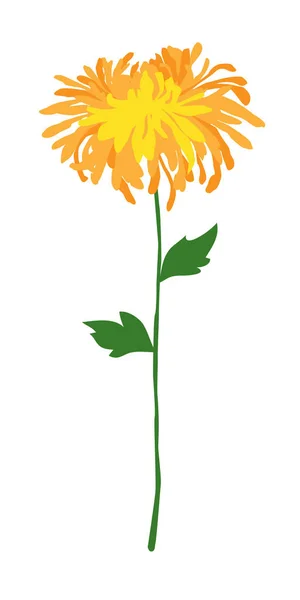 Small yellow chrysanthemum — Stock Vector