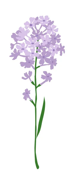 Pequeño jacinto púrpura — Vector de stock