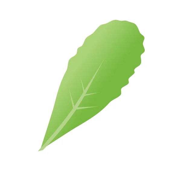 Δίαιτα φύλλα μαρουλιού — Διανυσματικό Αρχείο