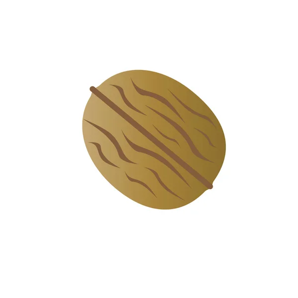 Whole walnut shell — Stock Vector