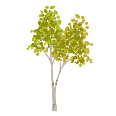 elle çizilmiş kavak huş ağacı