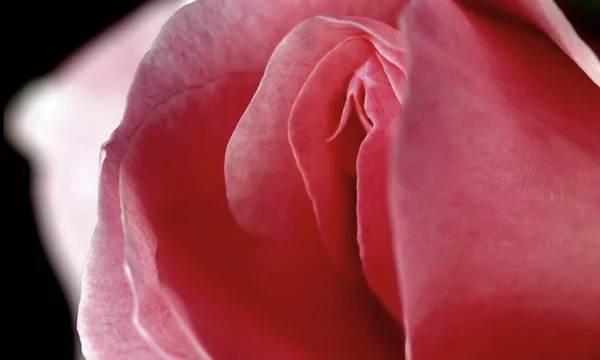 Sexo Buceta Vulva Clitóris Vagina Orgasmo Sexual Amor Primavera Flor — Fotografia de Stock