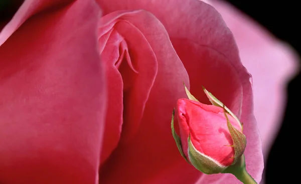 sex, pussy, vulva, clitoris, vagina, penis, coitus, fuck, glans, cocoon, Orgasm, love, spring, bloom, petal, Erotic rose flower, Flower imitating the female sex and male sex, visual metaphor of sex,