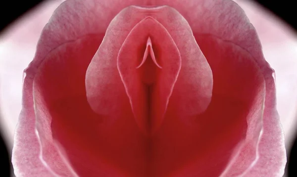 Sex Pussy Vulva Clitoris Vagina Orgasm Love Spring Bloom Petal — Stock Photo, Image
