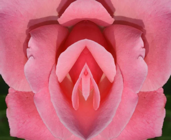 sex, pussy, vulva, clitoris, vagina, Orgasm, love, spring season, bloom, petal, fresh, colorful, romantic,flower, Erotic rose flower, Sex pink,  Moisture pink,  Flower imitating the female sex,