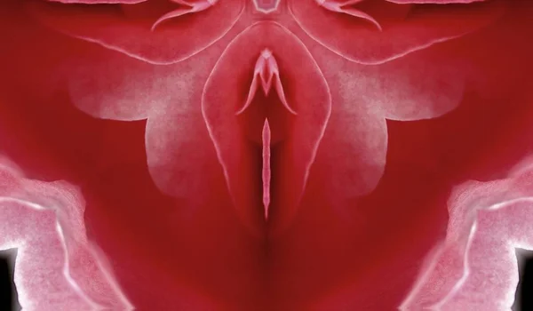 sex, pussy, vulva, clitoris, vagina, Orgasm, love, spring season, bloom, petal, fresh, colorful, romantic,flower, Erotic rose flower, Sex pink,  Moisture pink,  Flower imitating the female sex,