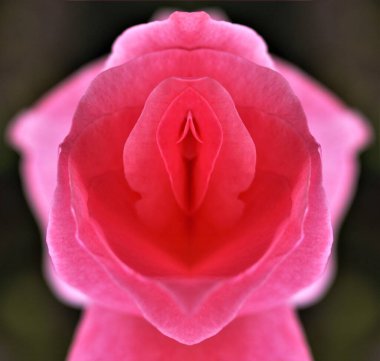 sex, pussy, vulva, clitoris, vagina, Orgasm, love, spring, bloom, petal, Erotic rose flower, Flower imitating the female sex, visual allegories, visual metaphors, photographic allegories, sexy,  clipart