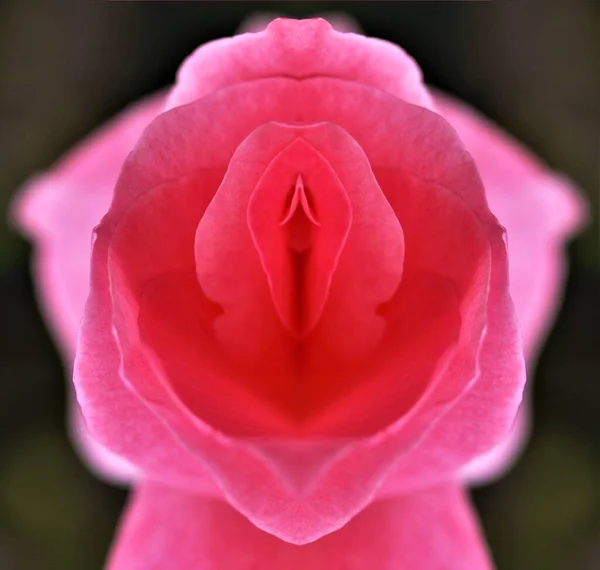 Sexo Buceta Vulva Clitóris Vagina Orgasmo Amor Primavera Flor Pétala — Fotografia de Stock