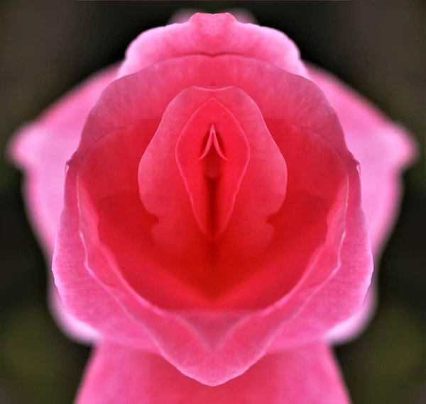 sex, pussy, vulva, clitoris, vagina, Orgasm, love, spring, bloom, petal, Erotic rose flower, Flower imitating the female sex, visual allegories, visual metaphors, photographic allegories, sexy, 