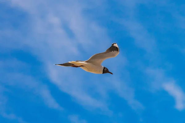 Pájaro Marino Volando Cielo Azul Profundo — Foto de Stock