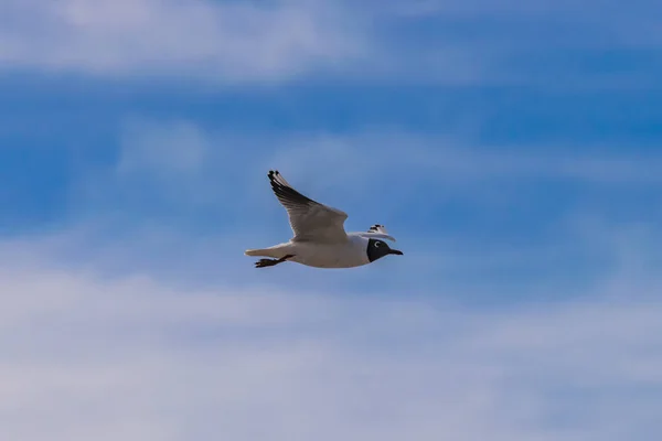 Морская Птица Летит Глубоком Голубом Небе — стоковое фото