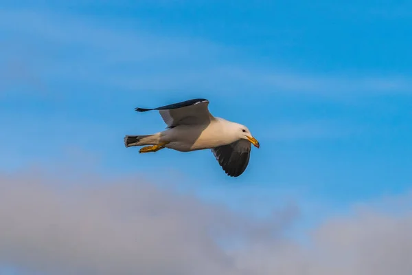 Gaivota Sozinho Voando Com Céu Azul Nublado — Fotografia de Stock