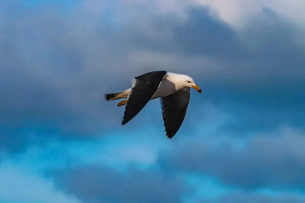 Solo Gaviota Volando Con Cielo Azul Nublado — Foto de Stock