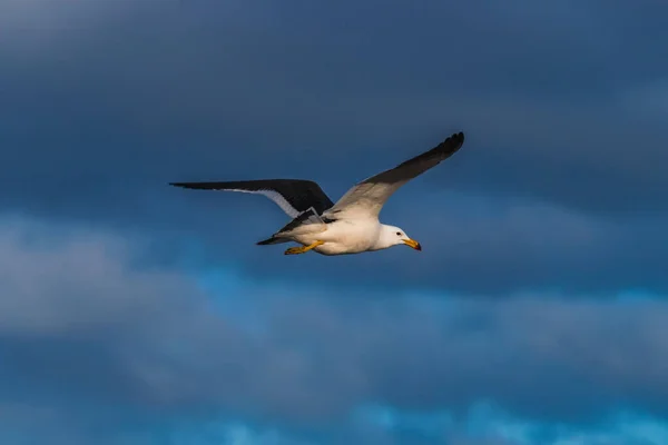 Solo Gaviota Volando Con Cielo Azul Nublado — Foto de Stock