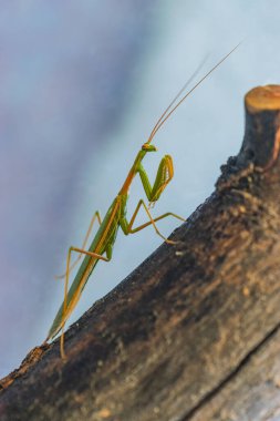 Ağaç gövdesinde peygamberdevesi