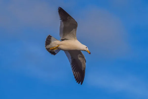 Solo Gaviota Volando Con Cielo Azul Nublado — Foto de Stock