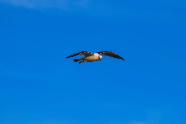 Solo Gaviota Volando Con Cielo Azul Nublado — Foto de Stock