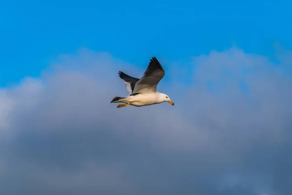 Solo Gaviota Volando Con Cielo Azul Nublado — Foto de Stock