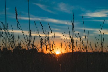 Altın çivili yeşil bir tarlada yaz günbatımı
