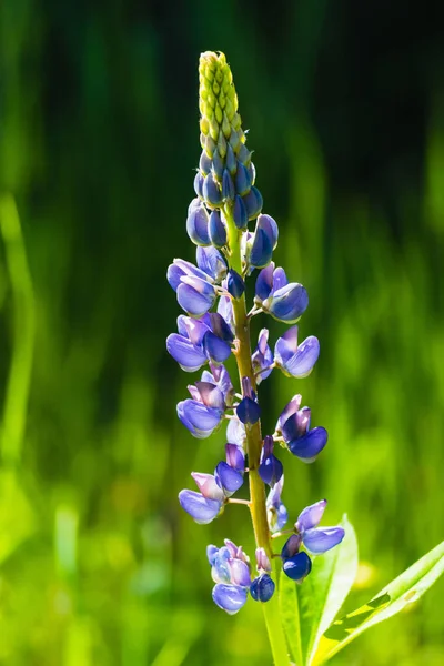 Fechar Cima Uma Flor Selvagem Campo Dia Com Sol Primavera — Fotografia de Stock