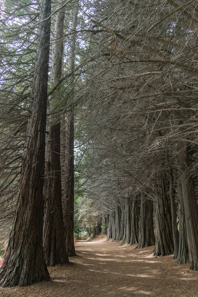 a path passing through a hallway of giant trees in autumn