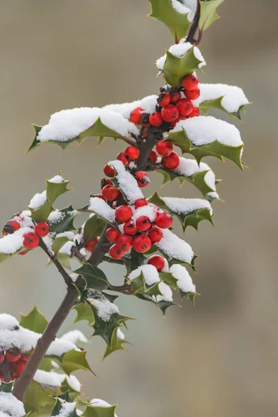 branch with red fruits covered by a layer of snow