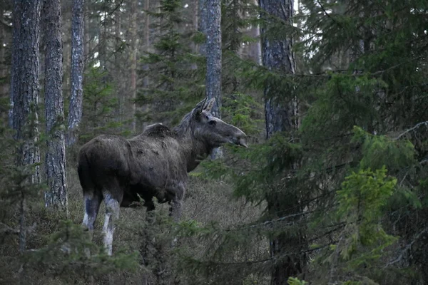 Elchwanderung Wald Späten Abend Varmland Schweden — Stockfoto