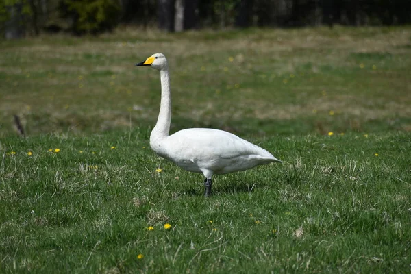 Whooper swan eating on a field.Nature is fantastic. These wonderful large birds that are talking all the times when they fly are a wonder. So beautiful as they sail across the sky.